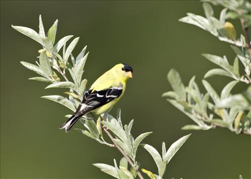 House finch and American goldfinch in Cuyahoga Valley National Park