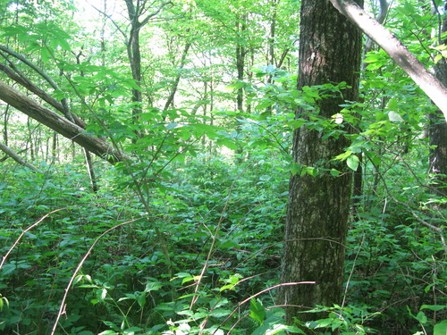 GRSM Accuracy Assessment. Plot Code: GRSM_AA_0438_4