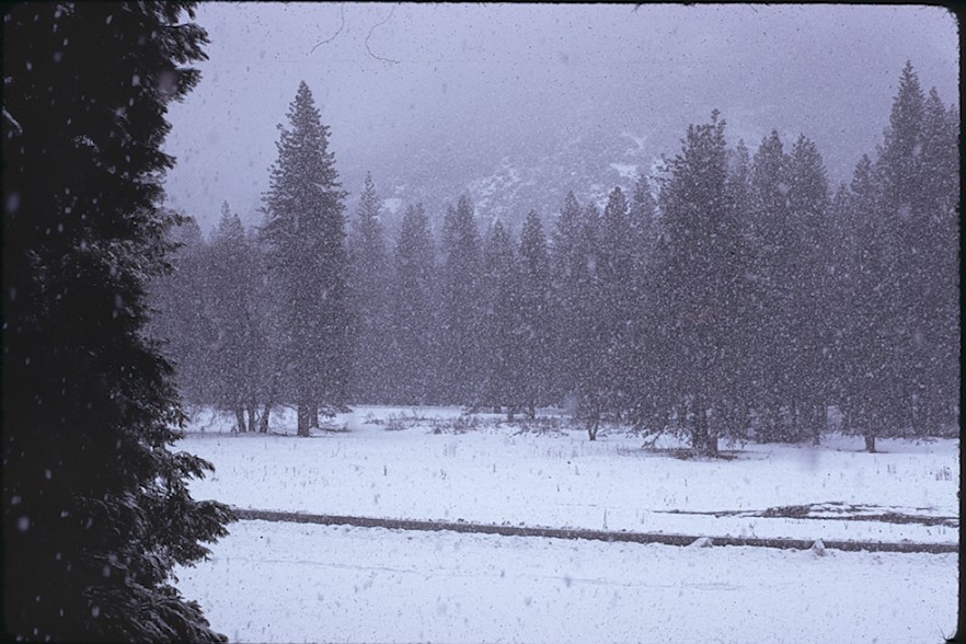 B-01-234 , 1973 ; February ; snow ; trees ; Winter