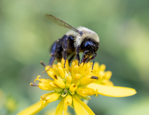  A fluffy Common Eastern Bumble Bee on a bright yellow flower.