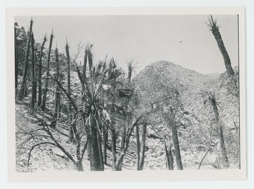Black and white image of Fortynine Palms Canyon fire