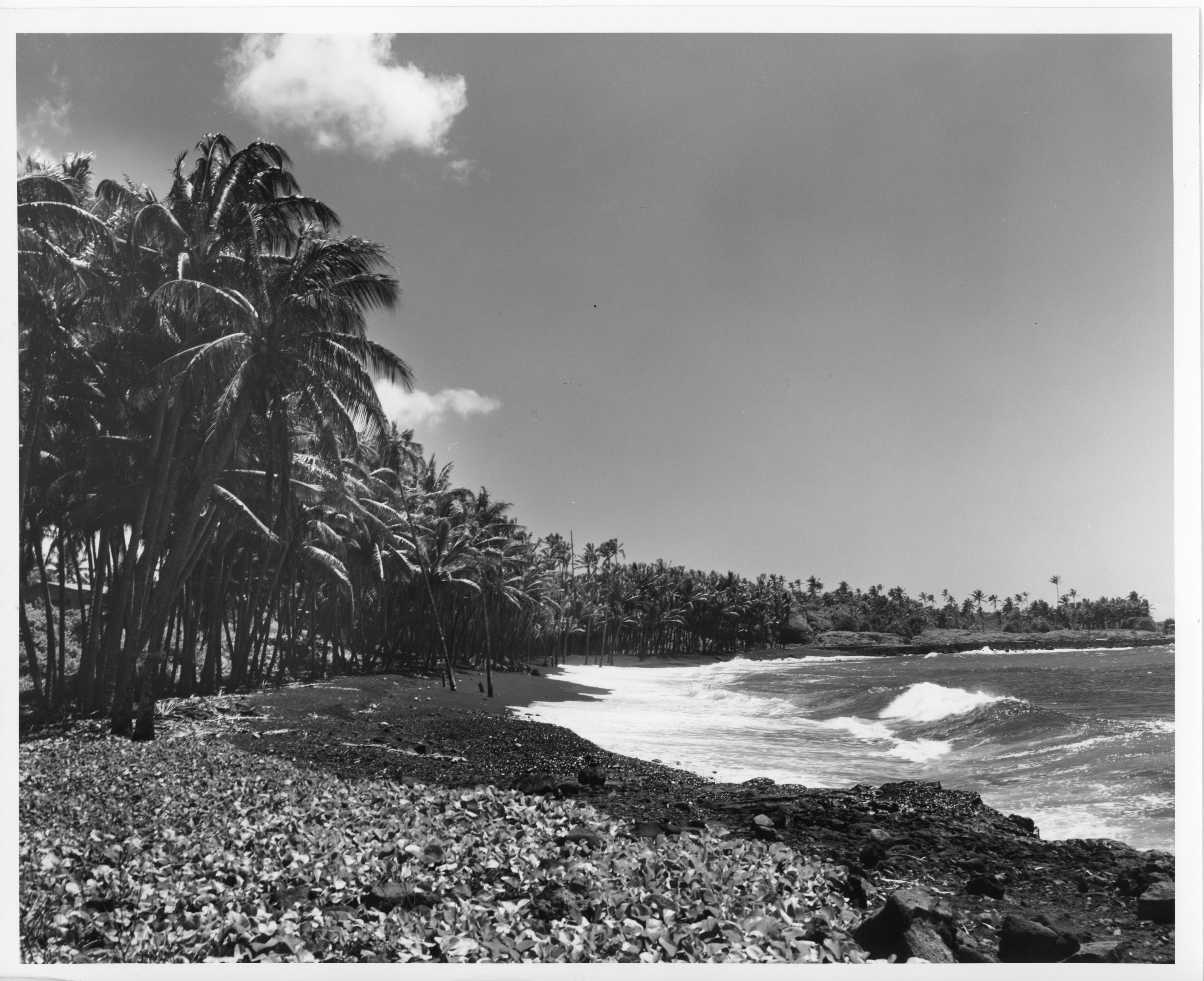 A black and white image of Kalapana black sand beach in Puna, Hawaiʻi. The ocean current is seen coming onto the shore of the beach from the right side of the image. Black sand and small lava rocks line the coastline extending to the left side of the image. The black sand is covered by a leafy vine plant as it extends further away from the ocean. There is a line of palm trees behind the vine plant.