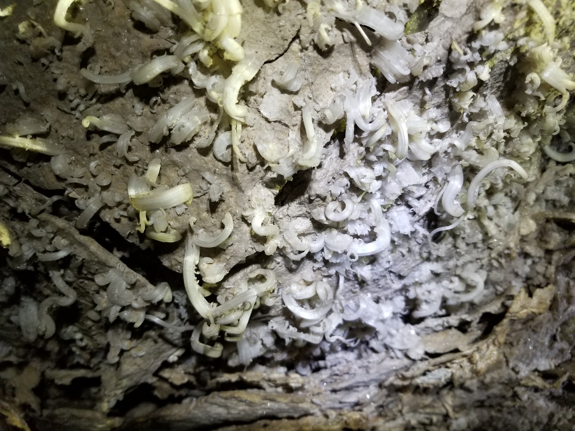 Twisted white minerals cover a cave wall. 