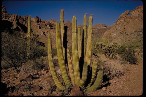 Organ Pipe and Other Cacti at Organ Pipe National Monument, Arizona