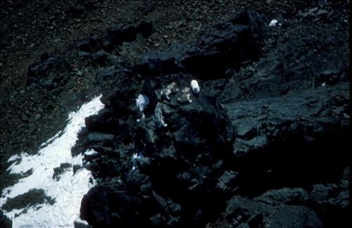 1 Dalls Sheep in Alaska