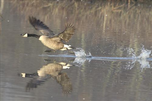 Canada goose in Cuyahoga Valley National Park
