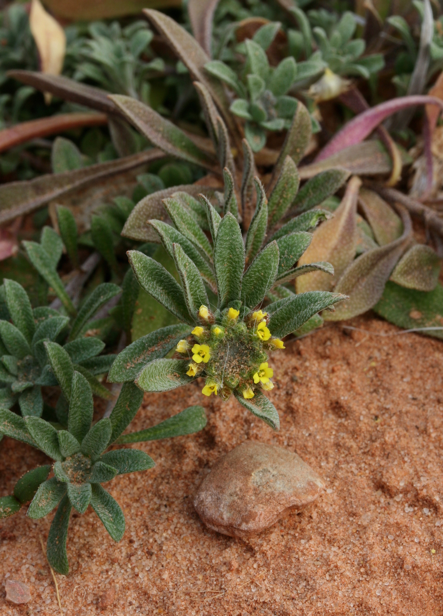 Alyssum desertorum, Desert madwort