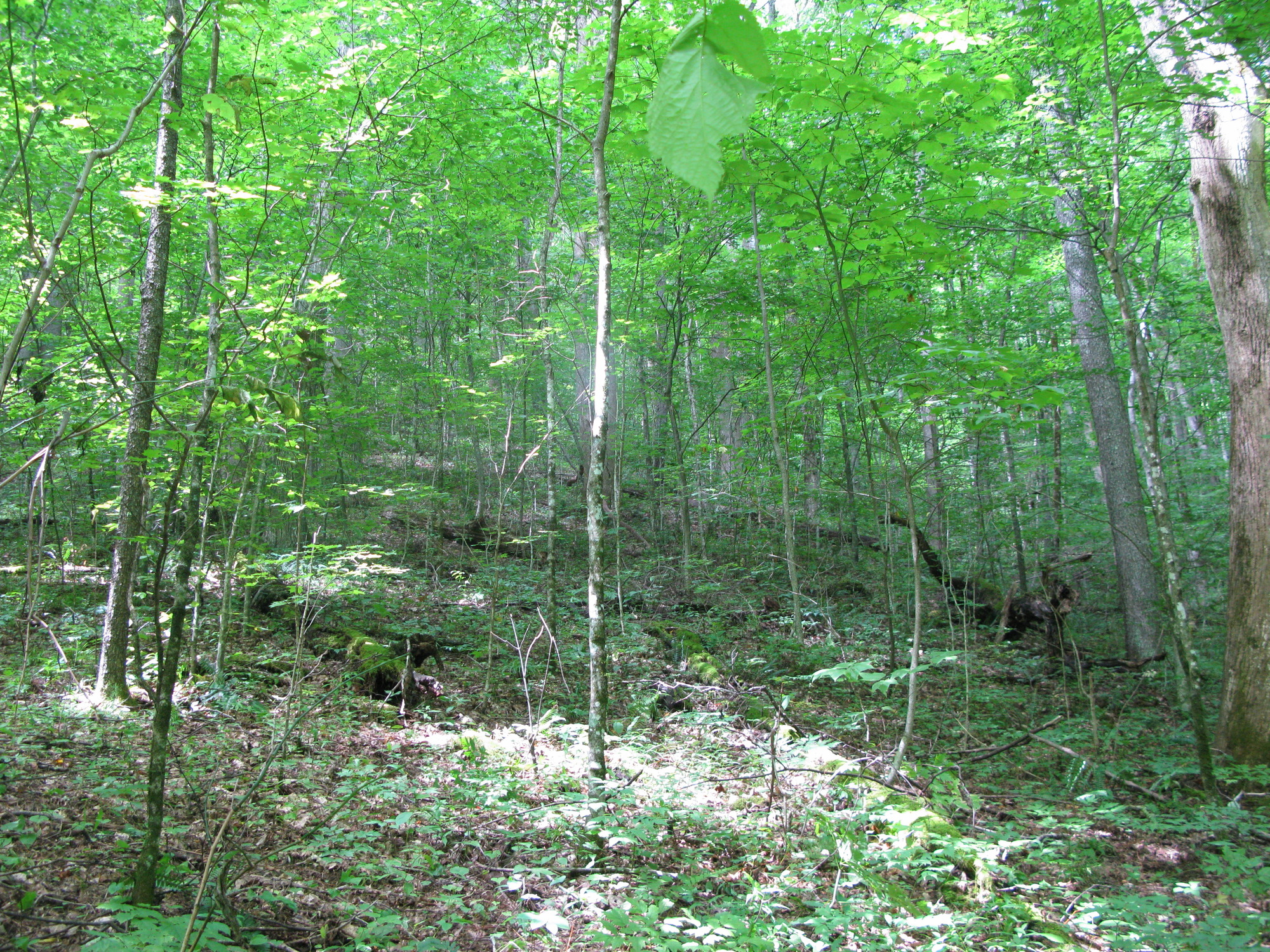 GRSM Accuracy Assessment. Plot Code: GRSM_AA_0205_5