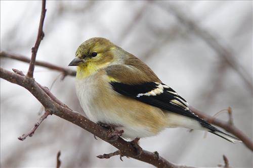 House finch and American goldfinch in Cuyahoga Valley National Park