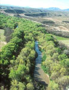aerial photo of cottonwood-lined river corridor with river at center