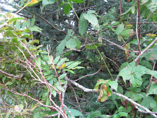 GRSM Accuracy Assessment. Plot Code: GRSM_AA_0322_5