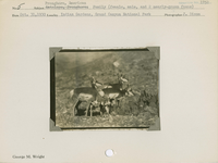 hfca_1607_iva_013_10_002_1752_a. Antelope [American Pronghorn]: Family (female, male, and two nearly-grown fawns).. Locality: Indian Gardens, Grand Canyon National Park. Negative #: 1752