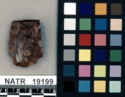 NATR   19199 -- Untyped projectile point