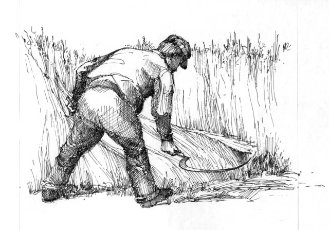 Reaping hook in use.