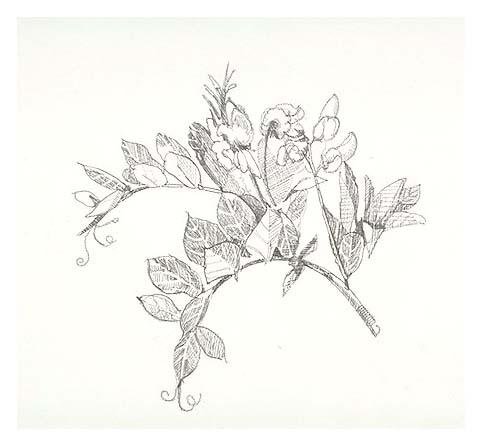 detail of a Beach pea