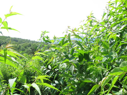 GRSM Accuracy Assessment. Plot Code: GRSM_AA_0073_4