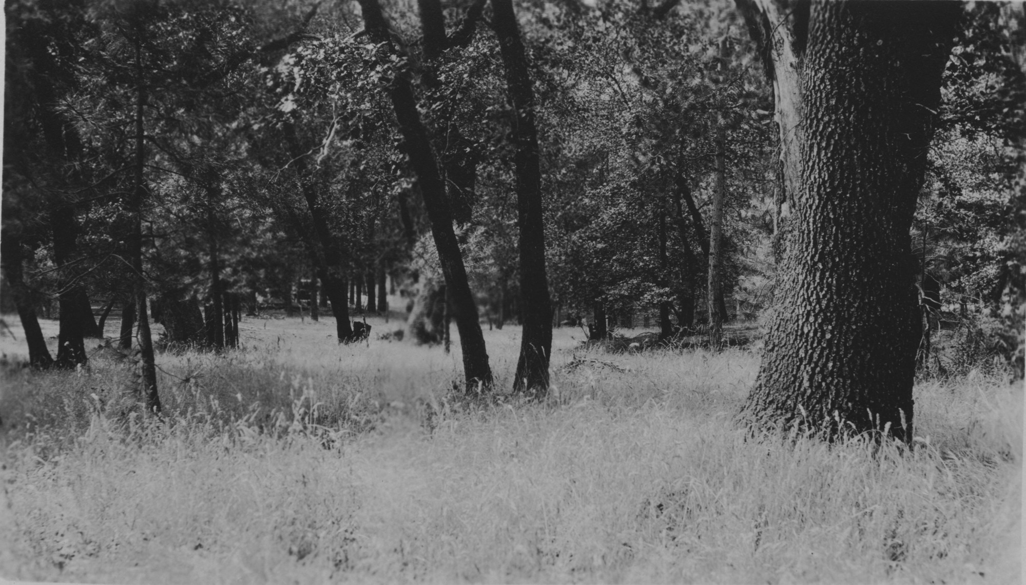 SEKI Roberts Collection Series: 3 Prints; 1 Small; 12 Scenics