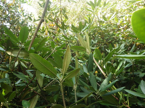 GRSM Accuracy Assessment. Plot Code: GRSM_AA_0321_2