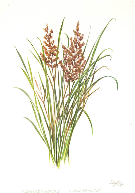 detail of a flowering grass (Poaceae)
