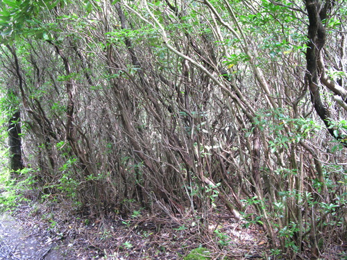 Plot Code: GRSM_AA_0521_2