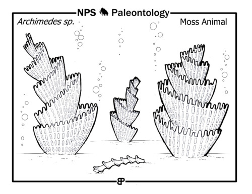 line drawing of a spiraling tiered benthic moss