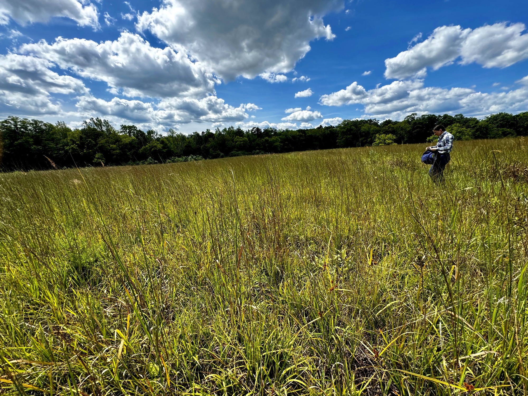 Park and regional staff evaluate an open grassland at Quarters 9 fields in Manassas National Battlefield in preparation for an upcoming restoration project funded by the Inflation Reduction Act. 