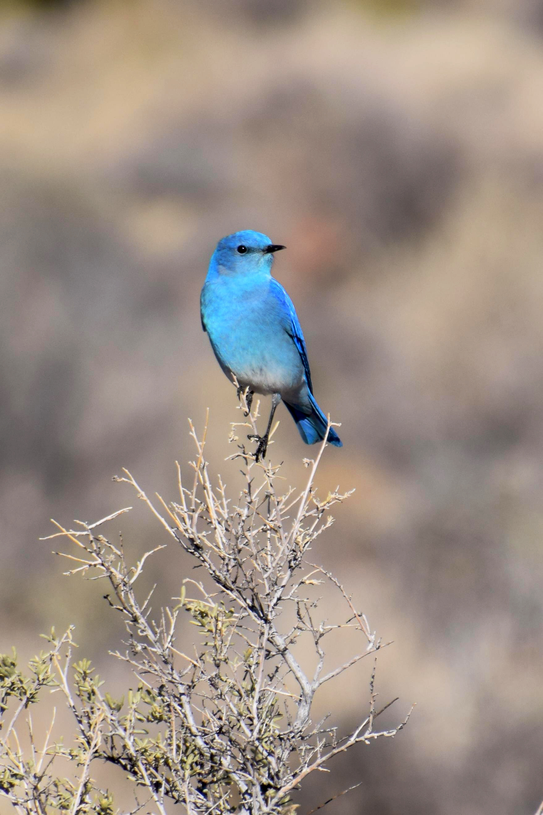 Electric blue bird with black eyes and beak, perched at the top of a shrub
