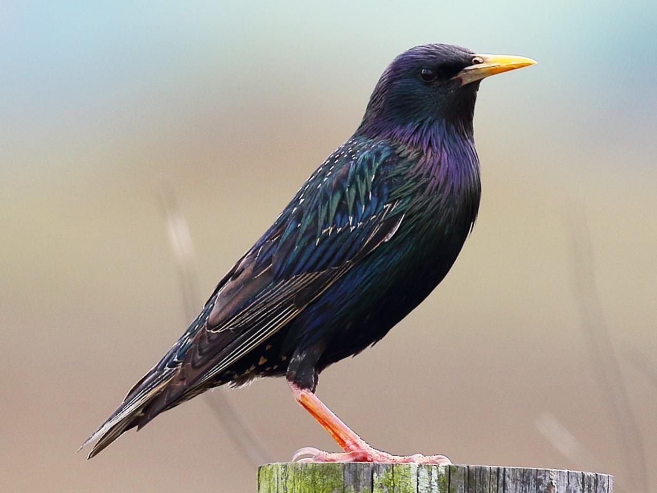 black bird with yellow bill, shiny green purple on chest and belly, black speckles on back, perching on post