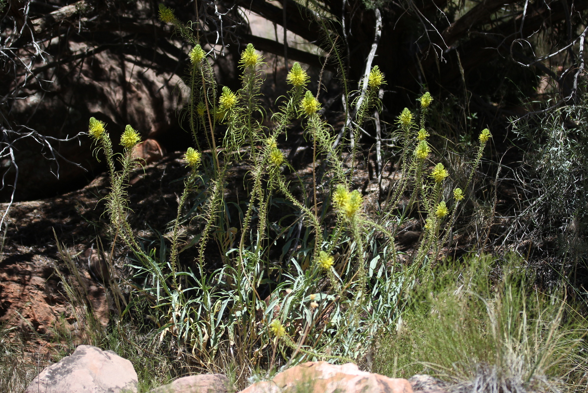 Stanleya pinnata, Prince's-plume