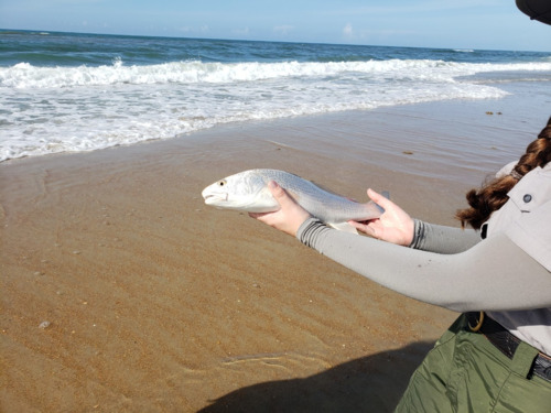 Surf fishing with a Ranger program - puppy drum.