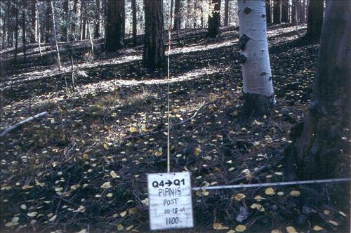 Fire effects monitoring of Plot PIPN15 Q4-Q1 on Tower Fire Use Fire at Grand Canyon NP 2001-2003