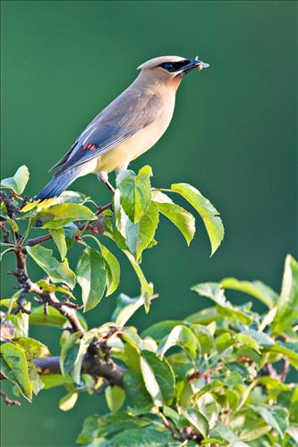 Cedar waxwing in Cuyahoga Valley National Park