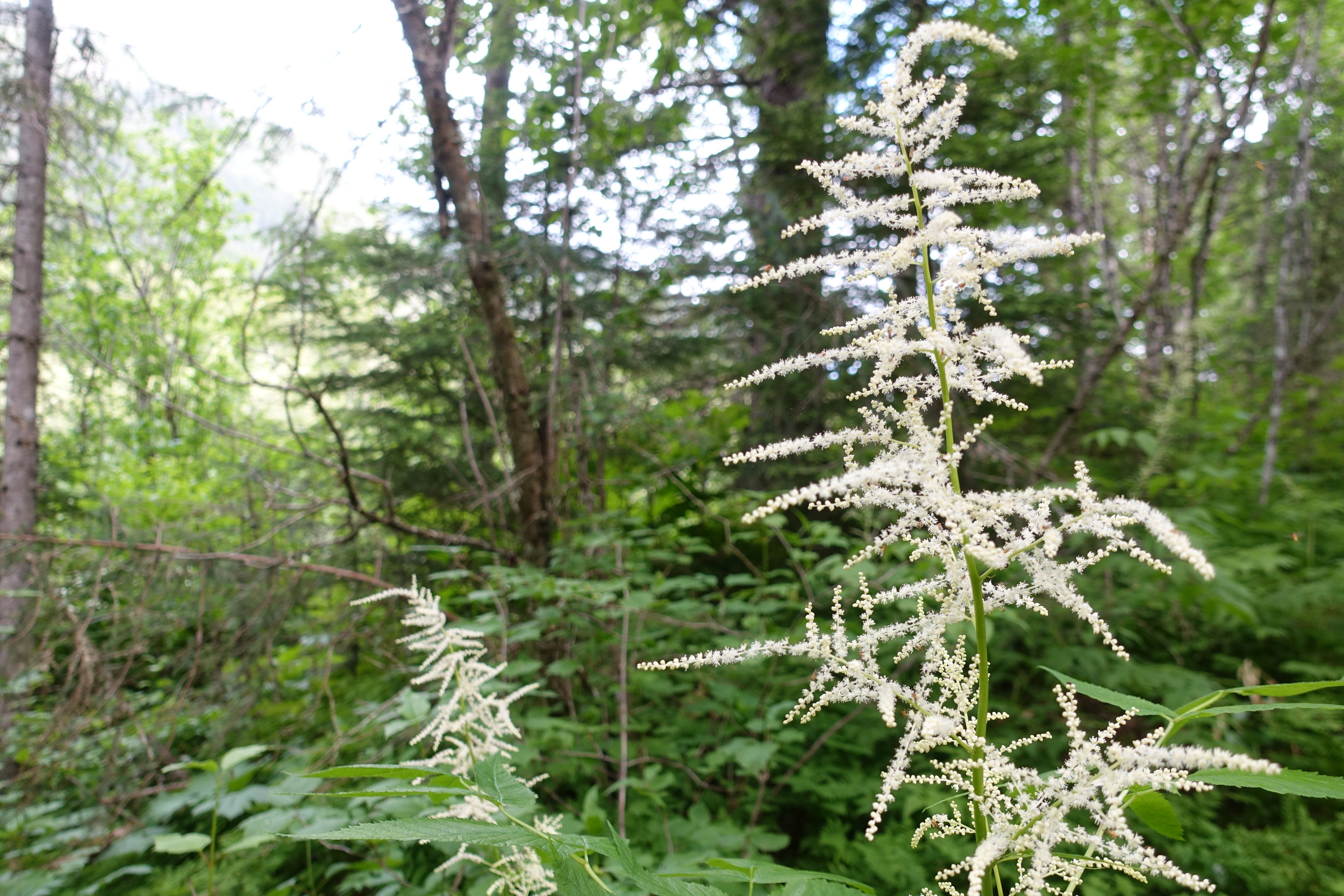Spiky white blooms of goat's beard are bright against a backdrop of green foliage.