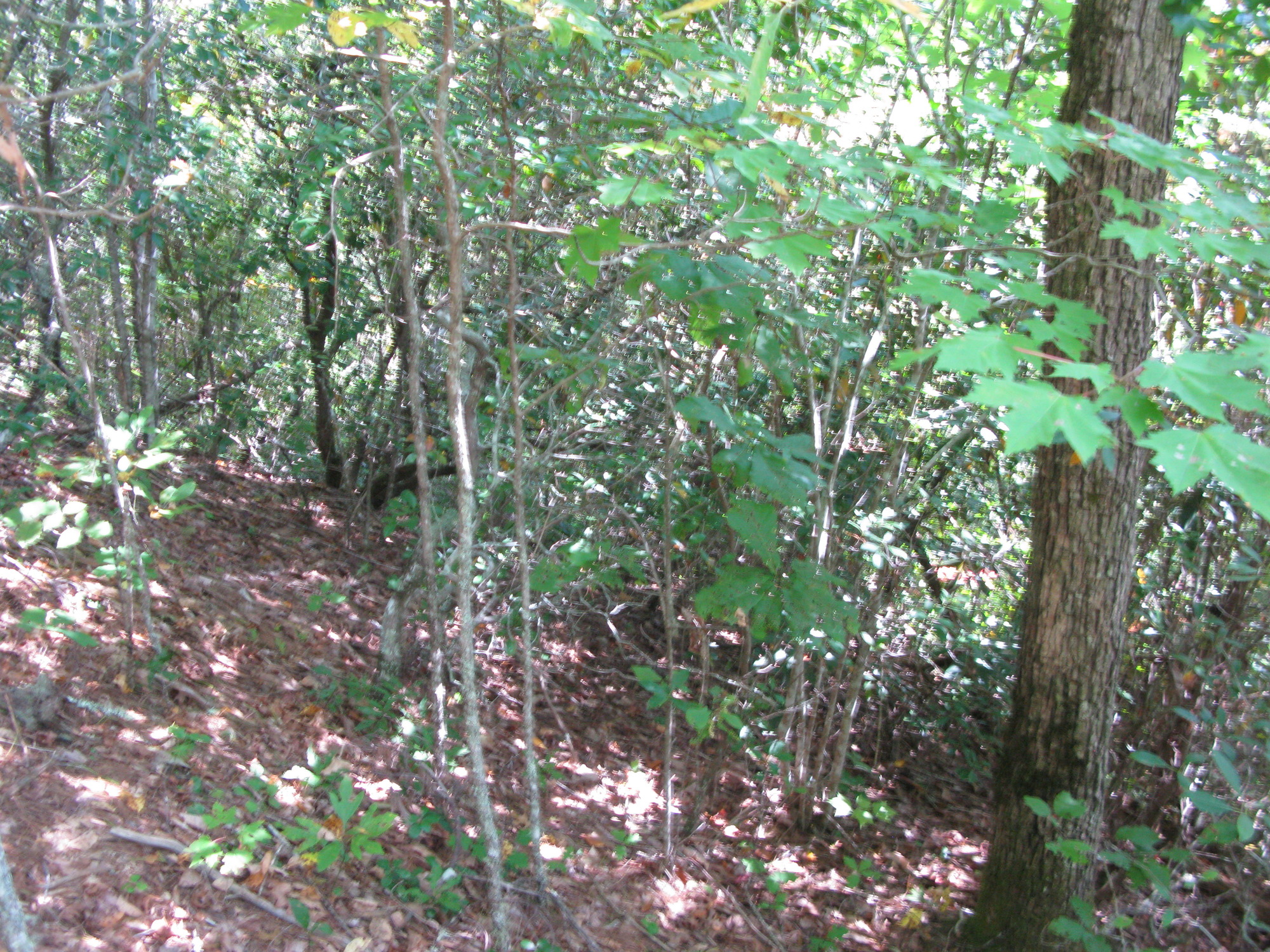 GRSM Accuracy Assessment. Plot Code: GRSM_AA_0269_3