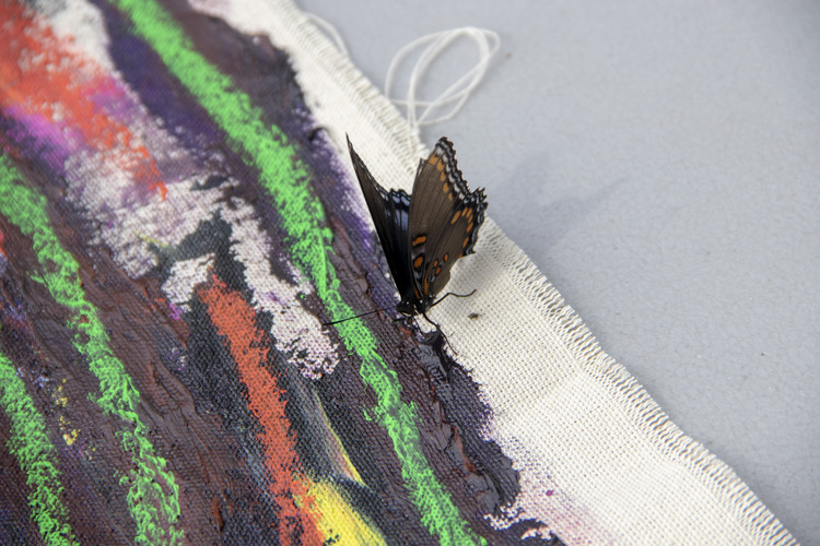 A butterfly with orange and blue colors on its wings sits on the edge of painted artwork