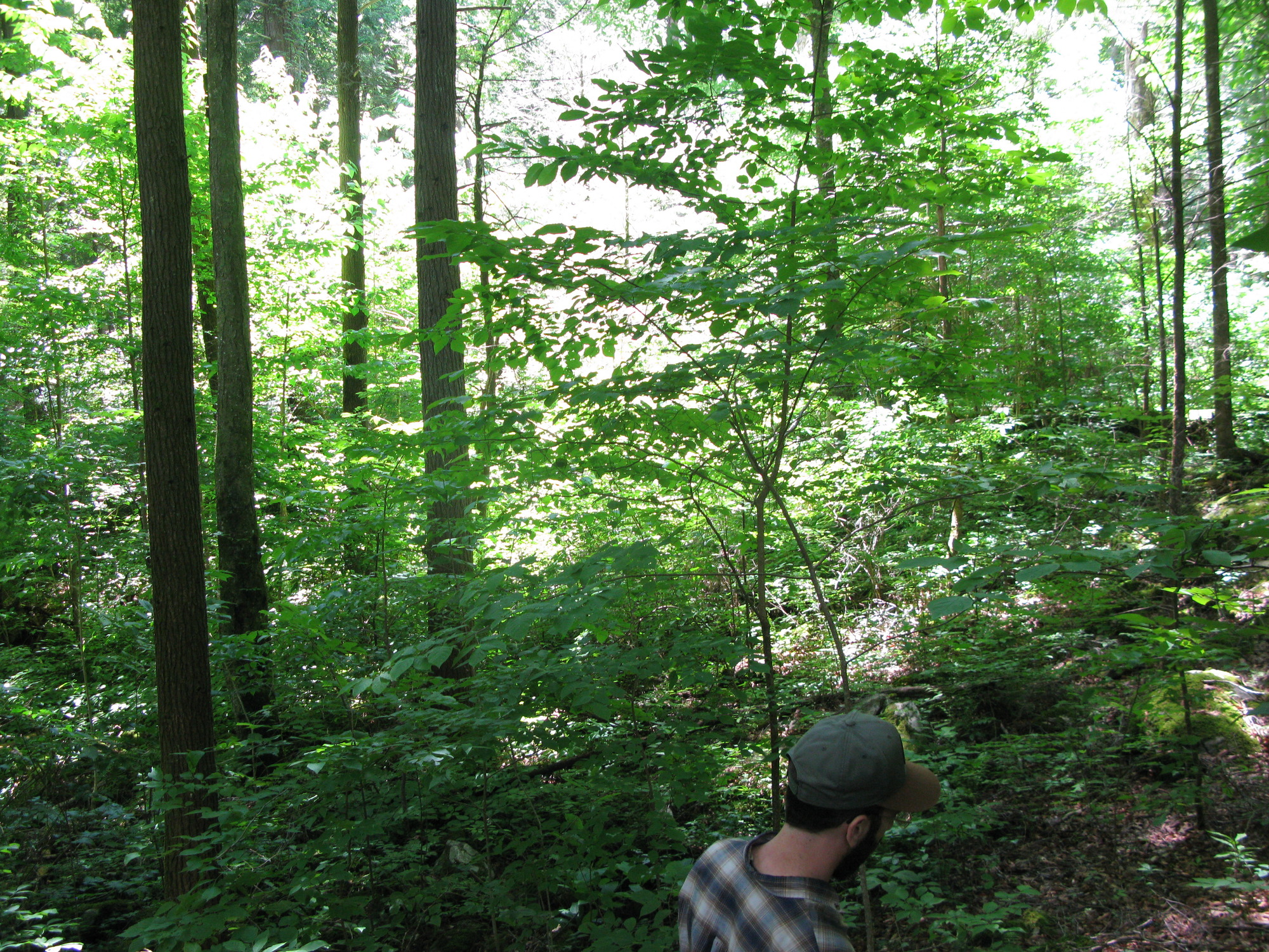 GRSM Accuracy Assessment. Plot Code: GRSM_AA_0882_4