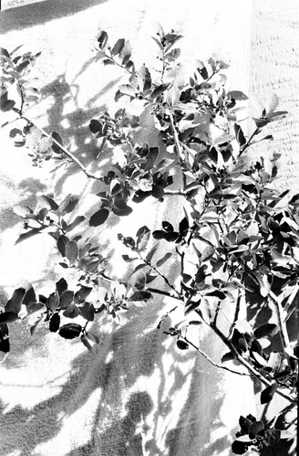 Leaves and branches of Quercus pungens, pungent oak.