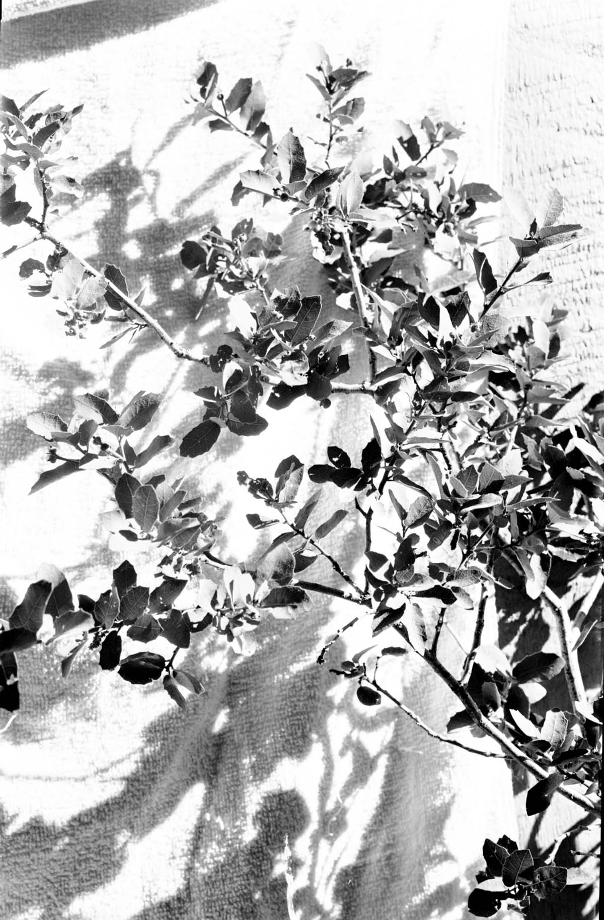 Leaves and branches of Quercus pungens, pungent oak.