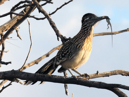 Greater Roadrunner