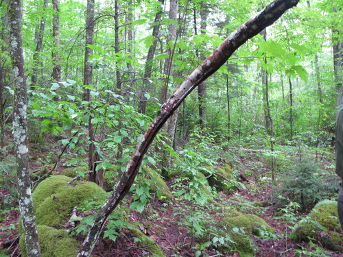 GRSM Accuracy Assessment. Plot Code: GRSM_AA_0195_4