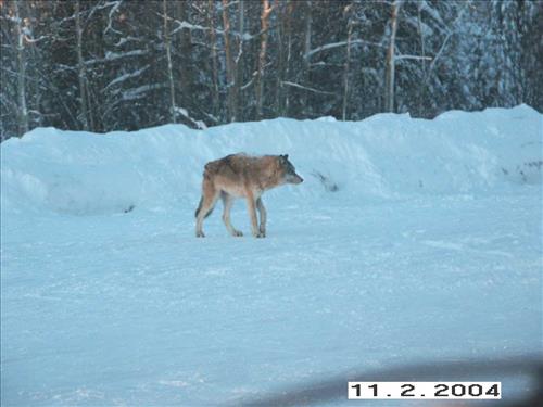 8 Gates of the Arctic National Park and Preserve Koyukuk Moose Survey 2004