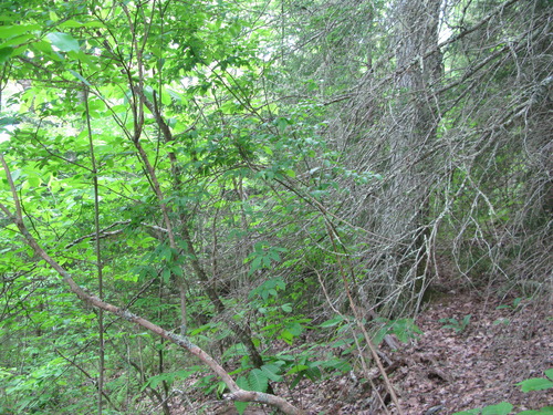 GRSM Accuracy Assessment. Plot Code: GRSM_AA_0816_4