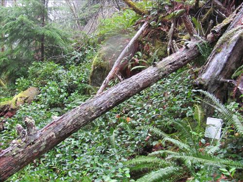Dasiy Prospect Olympic National Park January 2012