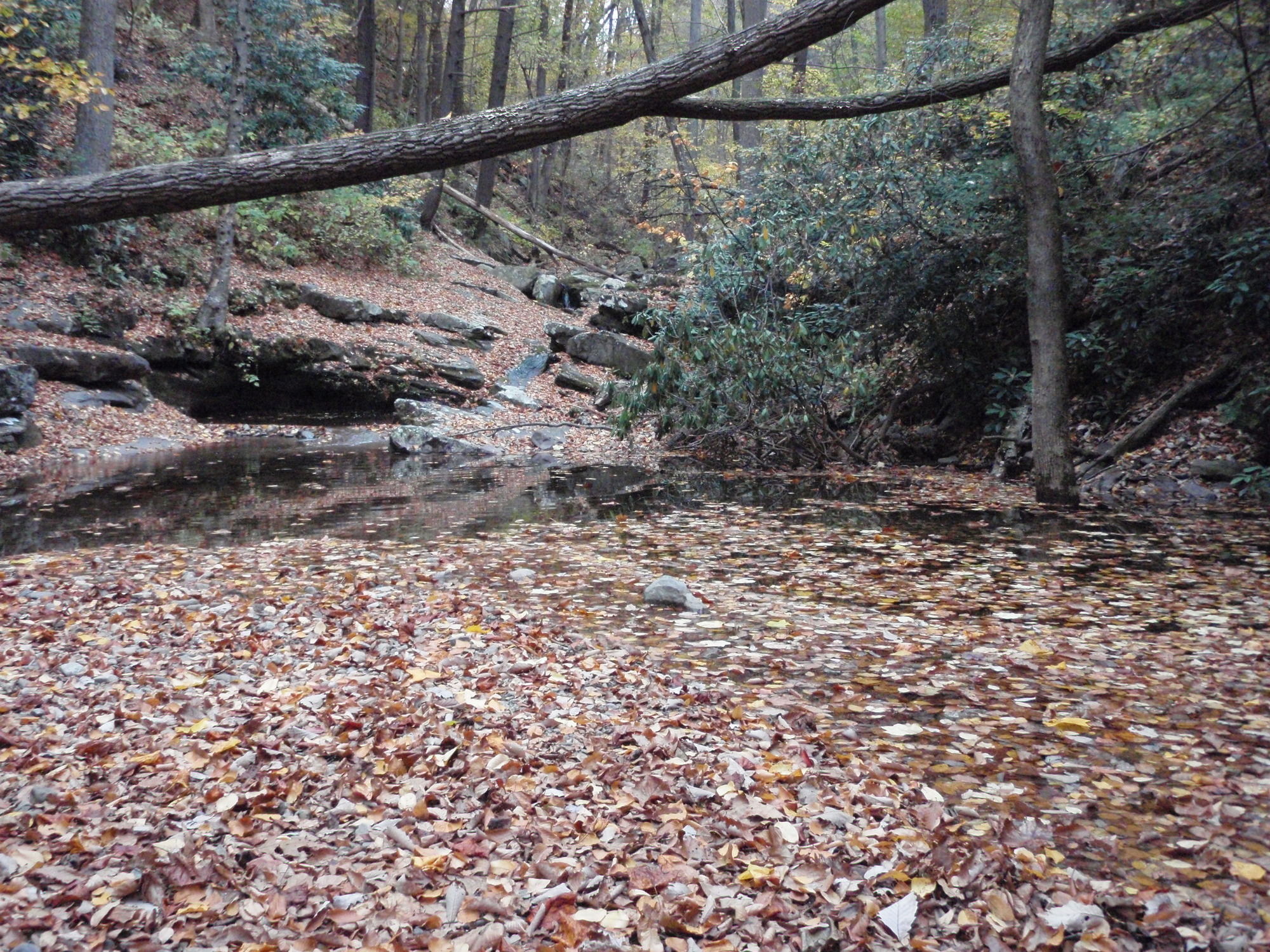 Site visit photo showing the upstream (UP) or downstream (DN) view of a wadeable stream reach taken during benthic macroinvertebrate monitoring at Delaware Water Gap National Recreation Area.