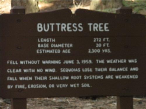 Giant Forest--Unpaved Trails--waysides--Sequoia and Kings Canyon National Park--12/2009