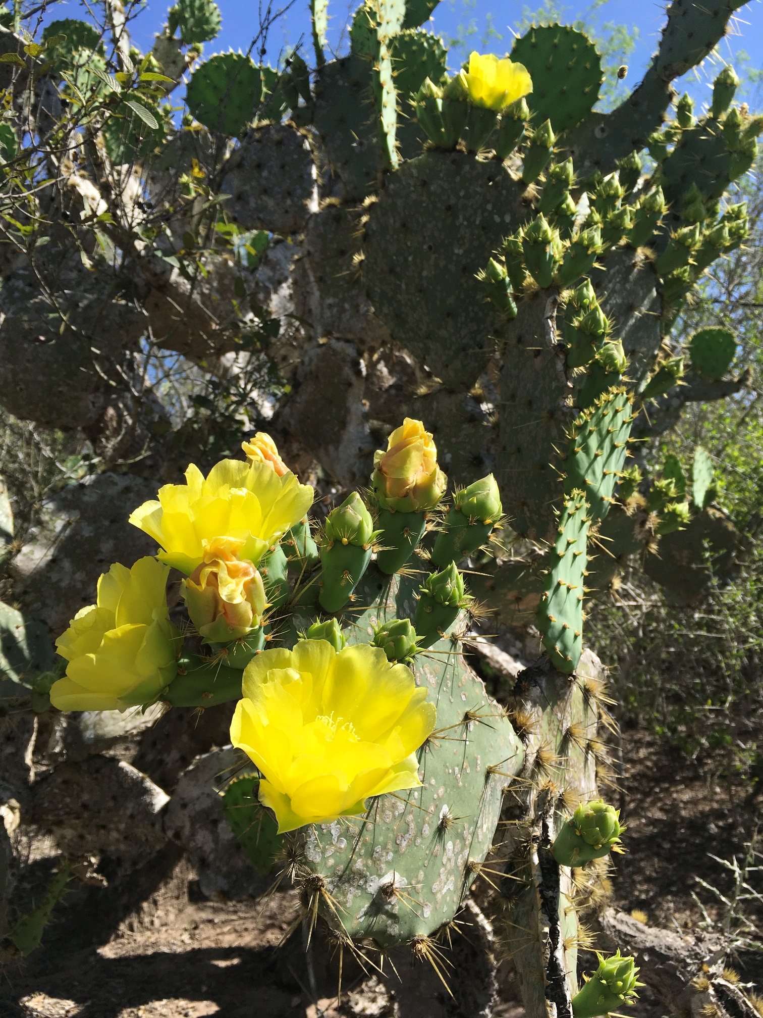 A prickly pear cactus blooms with yellow flowers.