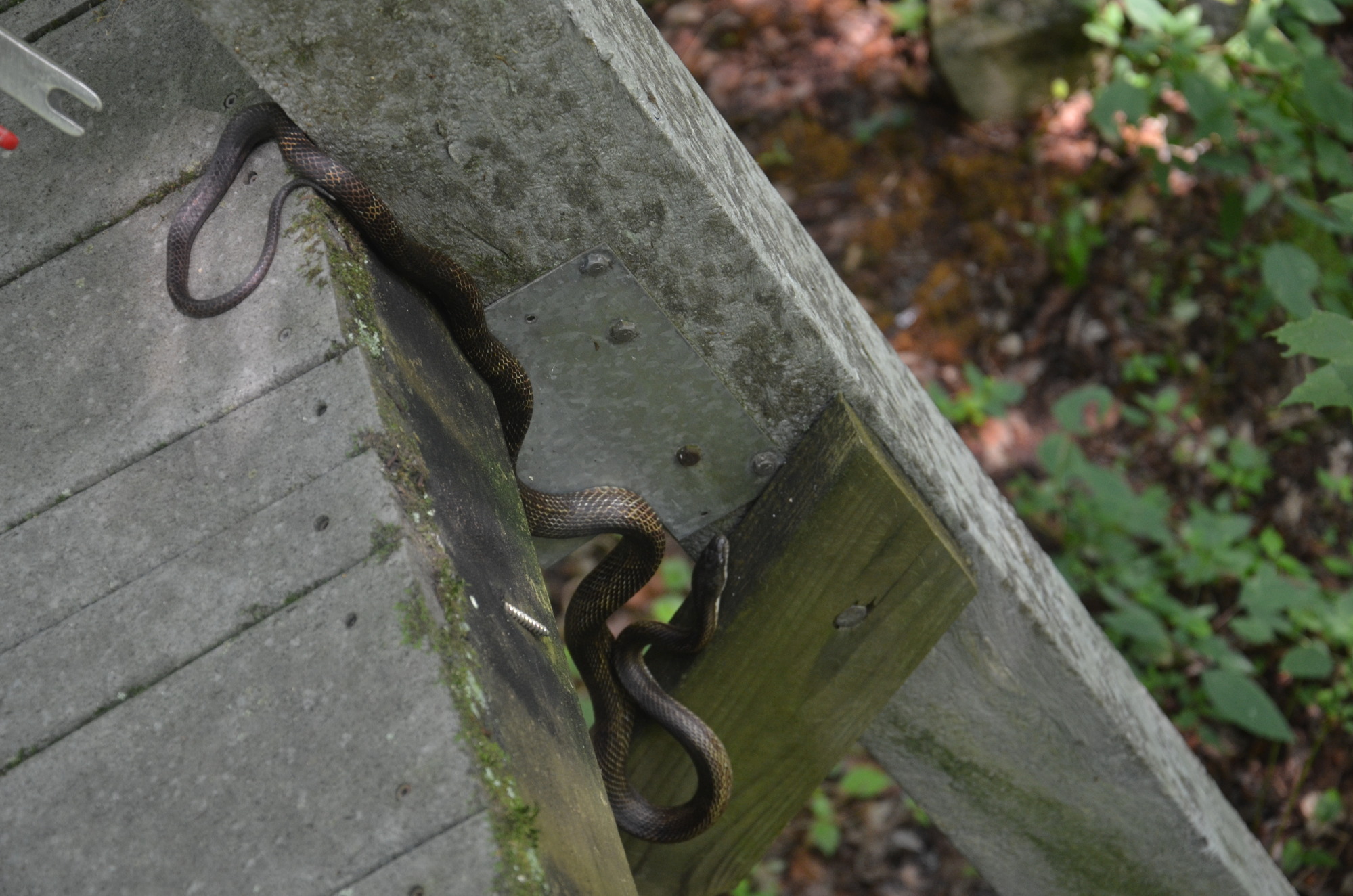 A black noodle playing hide and seek