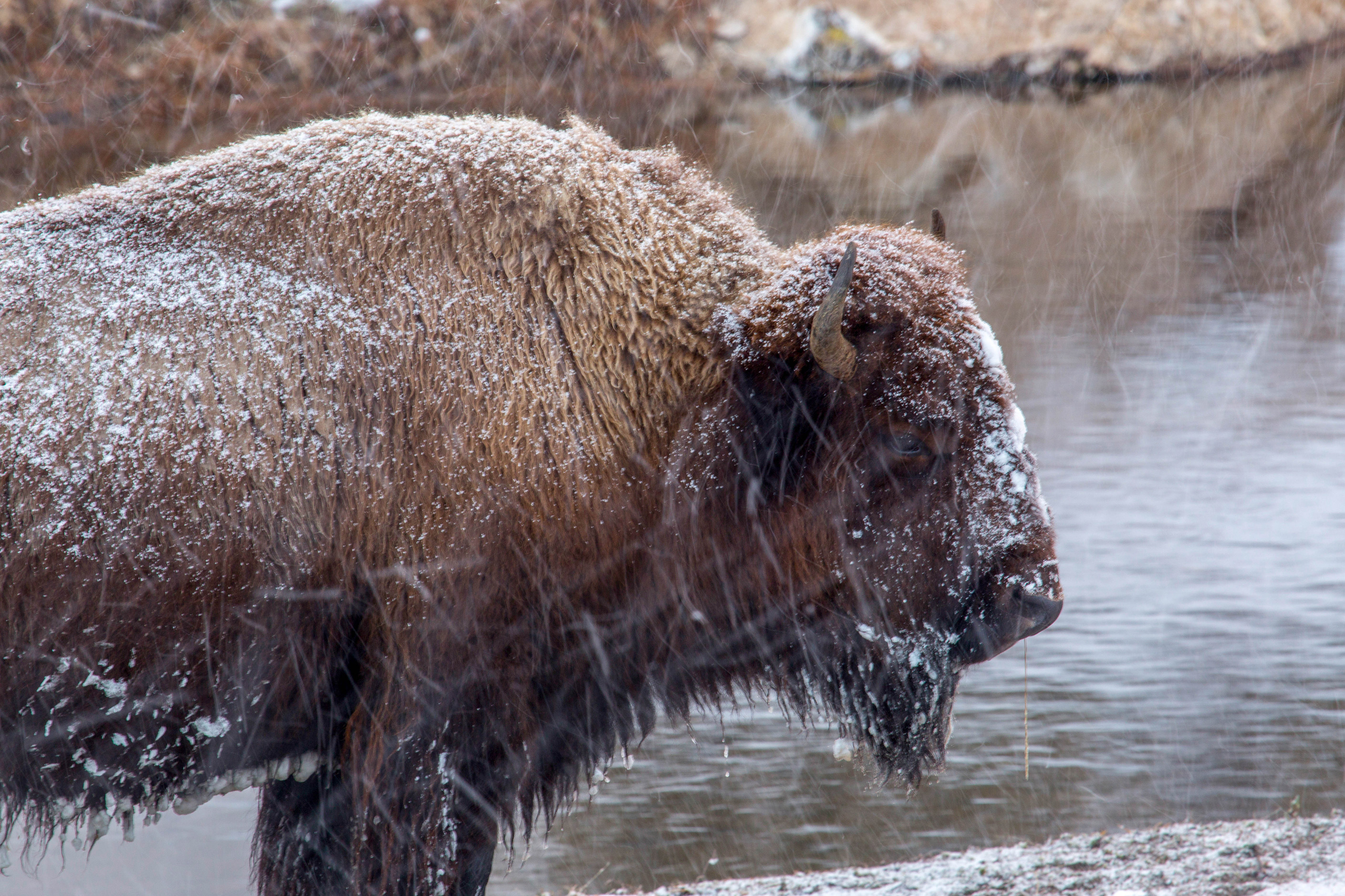 Bison is wet from snow and standing by a river.
