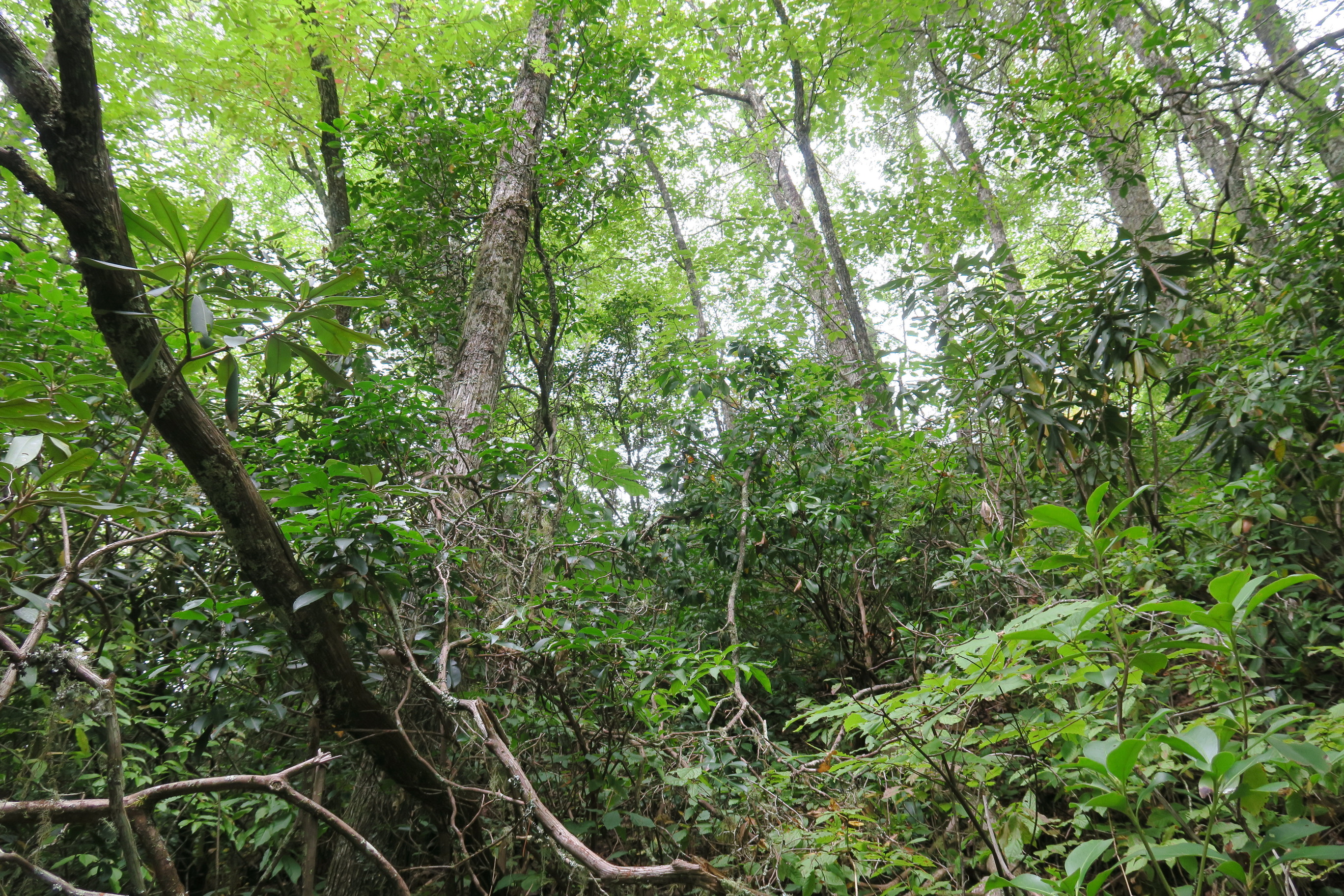 GRSM Accuracy Assessment. Plot Code: GRSM_AA_0804_6