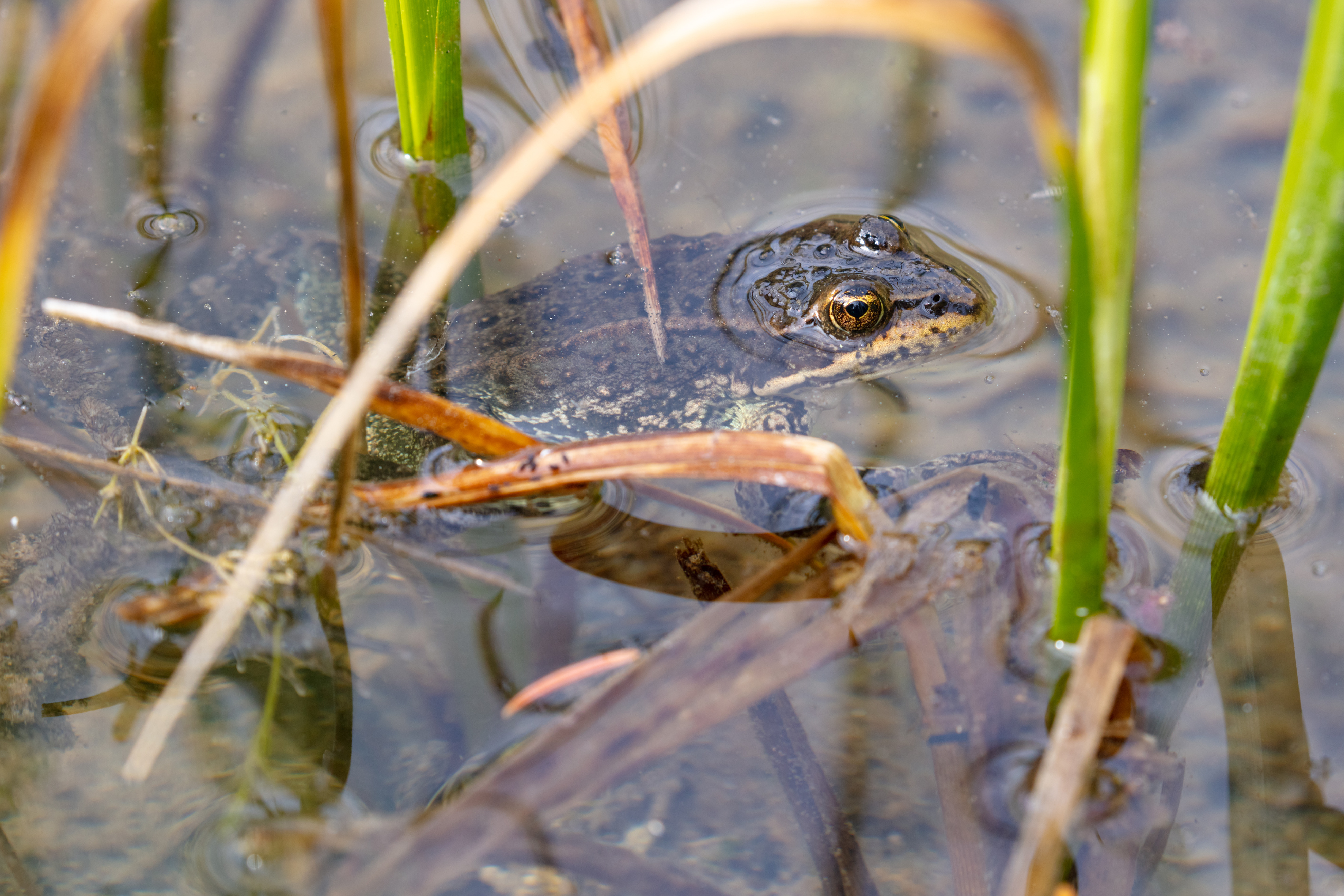 Frog surfaces in water